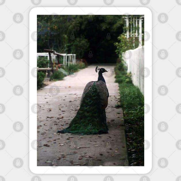 Peacock Path Sticker by BlakCircleGirl